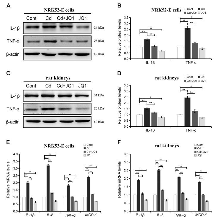 Fig. 2. Inhibition of BRD4 relieves Cd-induced transcription of inflammatory cytokines. (A) Fig. 2. Inhibition of BRD4 relieves Cd-induced transcription of inflammatory cytokines. (A)