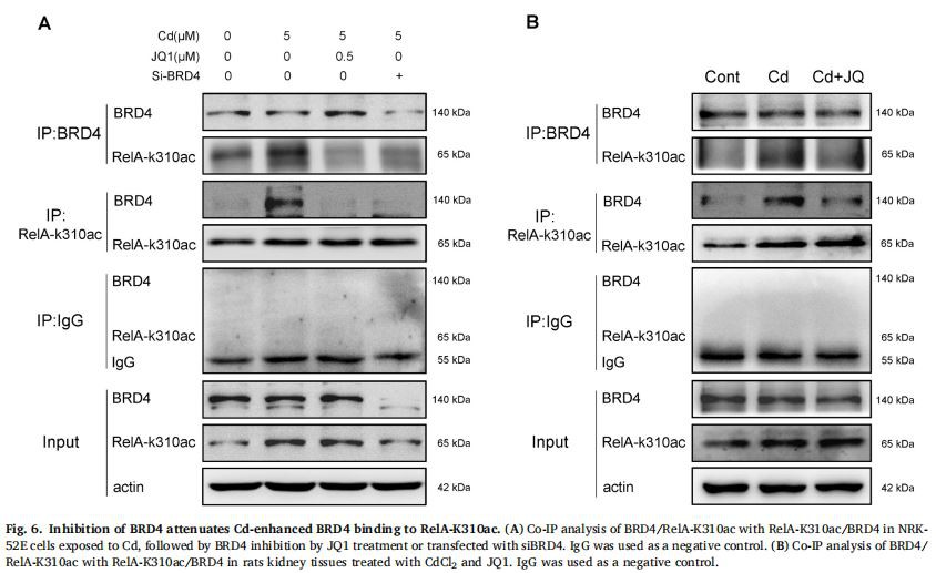 Fig. 6. Inhibition of BRD4 attenuates Cd-enhanced BRD4 binding to RelA-K310ac. (A) Co-IP analysis of BRD4/RelA-K310ac with RelA-K310ac/BRD4 in NRK- 52E cells exposed to Cd, followed by BRD4 inhibition by JQ1 treatment or transfected with siBRD4. IgG was used as a negative control. (B) Co-IP analysis of BRD4/ RelA-K310ac with RelA-K310ac/BRD4 in rats kidney tissues treated with CdCl2 and JQ1. IgG was used as a negative control. Fig. 6. Inhibition of BRD4 attenuates Cd-enhanced BRD4 binding to RelA-K310ac. (A) Co-IP analysis of BRD4/RelA-K310ac with RelA-K310ac/BRD4 in NRK- 52E cells exposed to Cd, followed by BRD4 inhibition by JQ1 treatment or transfected with siBRD4. IgG was used as a negative control. (B) Co-IP analysis of BRD4/ RelA-K310ac with RelA-K310ac/BRD4 in rats kidney tissues treated with CdCl2 and JQ1. IgG was used as a negative control.