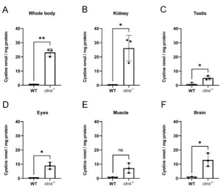 Cistanche treat  renal Disease 