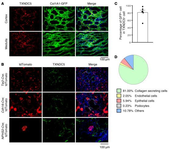 treatment of kidney fibrosis