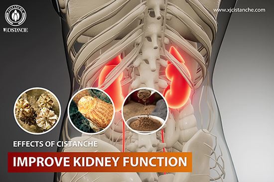 Cistanche is good for kidney function Cistanche is good for kidney function