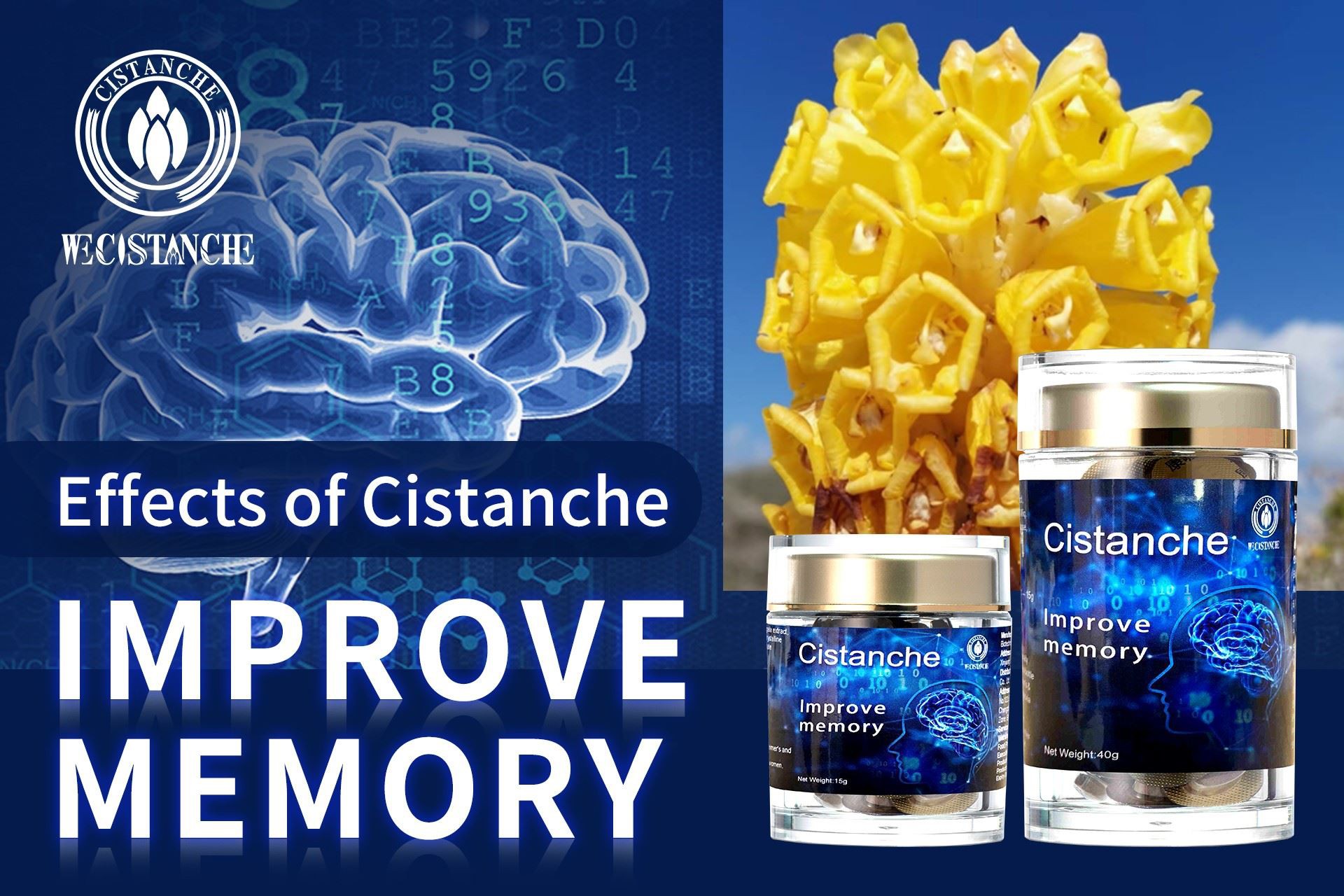 Cistanche for improve memory 