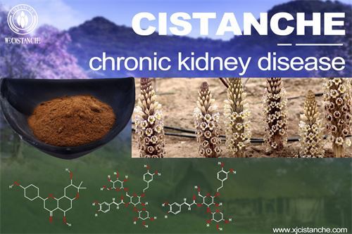 Cistanche-chronickidney dusease-4(82)