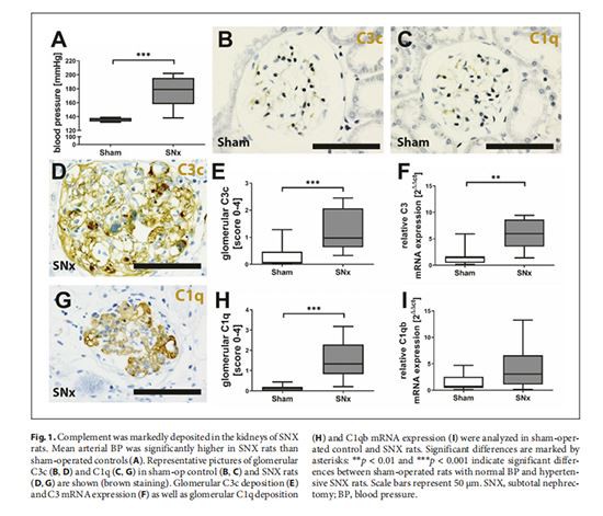 figure 1 Cistanche can treat renal disease
