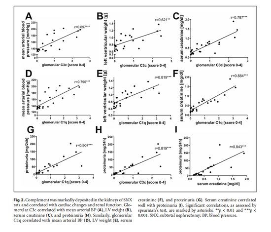 figure 2 Cistanche can treat renal disease