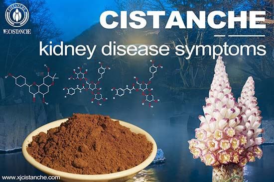 Cistanche can treat renal disease
