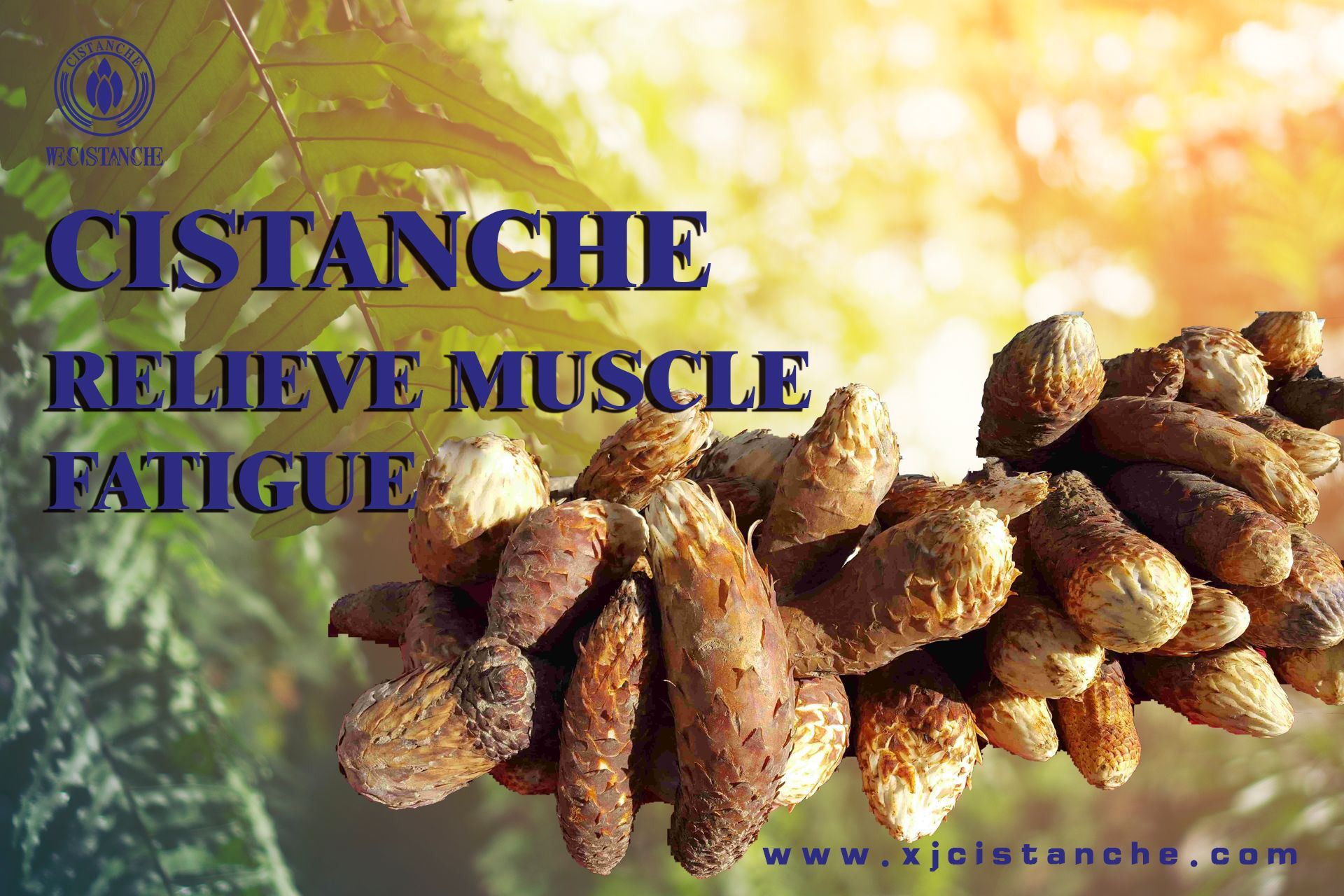 Cistanche can relieve muscle fatigue