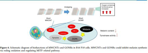 m of biofunctions of MWCNTs and GONRs in B16 F10 cells m of biofunctions of MWCNTs and GONRs in B16 F10 cells