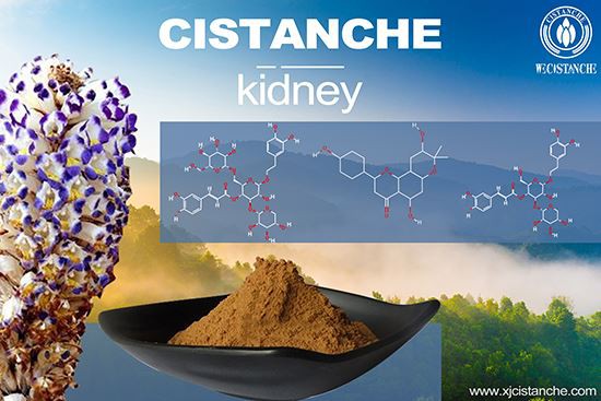 Cistanche can treat nephritis