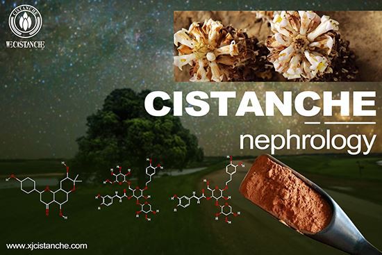 Cistanche can treat nephritis
