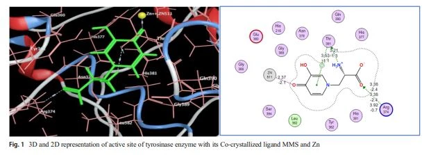 3D and 2D representation of active site of tyrosinase enzyme with its Co-crystallized ligand MMS and Zn 3D and 2D representation of active site of tyrosinase enzyme with its Co-crystallized ligand MMS and Zn