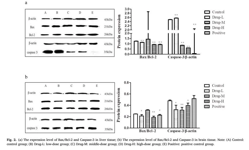image Cistanche phenylethanoid glycosides have an Anti-fatigue function