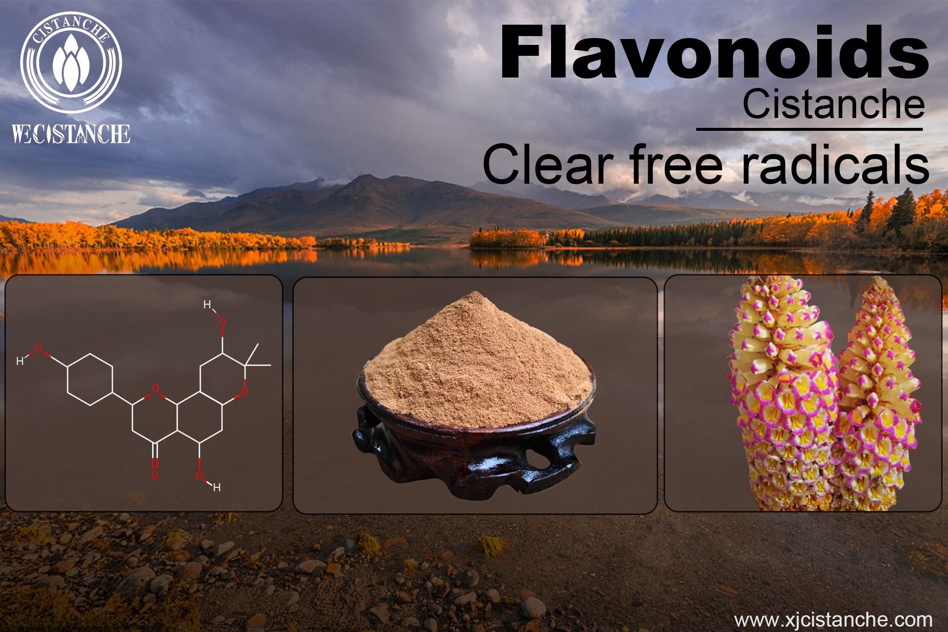Flavonids of Cistanche
