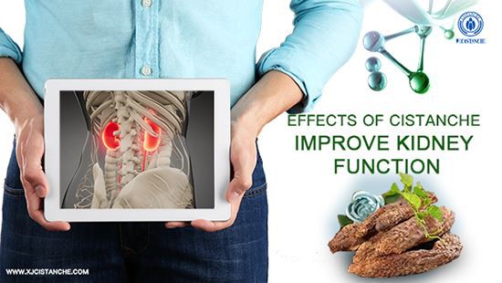Cistanche can treat Diabetic kidney disease