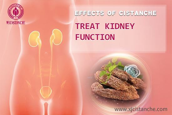 Cistanche can treat Diabetic kidney disease
