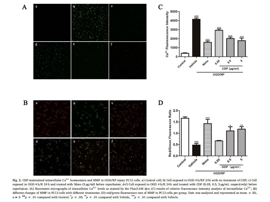 image-Cistanche deserticola polysaccharides have a Neuroprotective effect