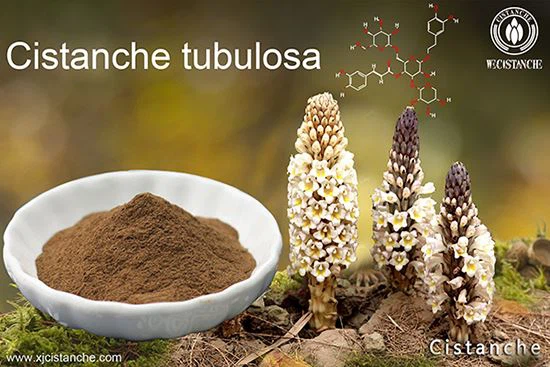 Cistanche deserticola polysaccharides have a Neuroprotective effect