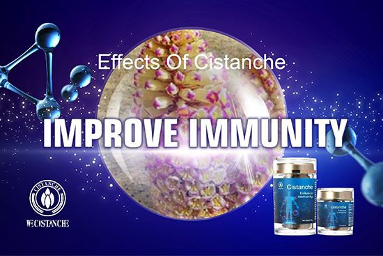 Cistanche has a good effect of improving immunity