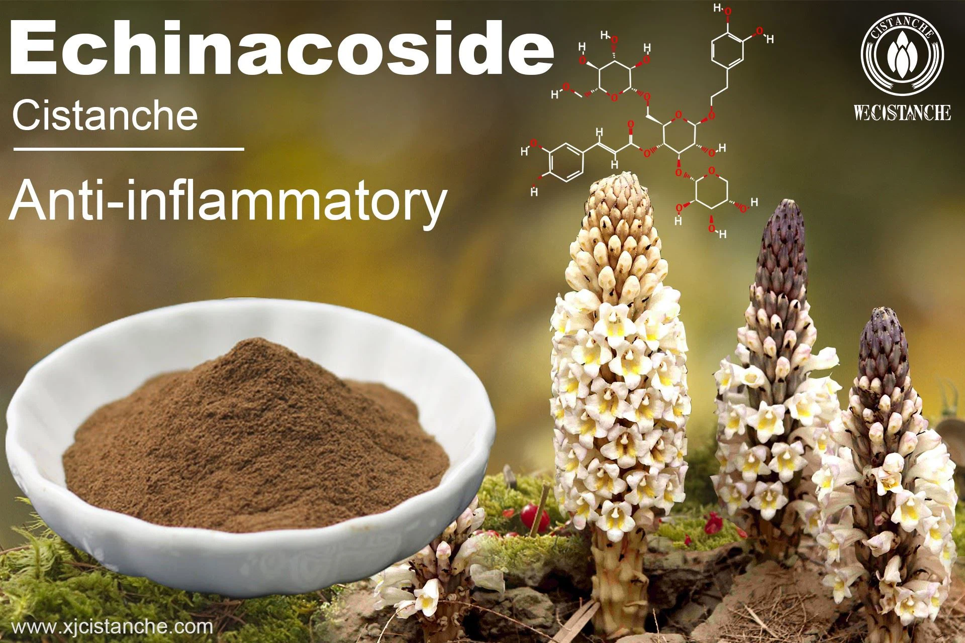 Echinacoside of Cistanche