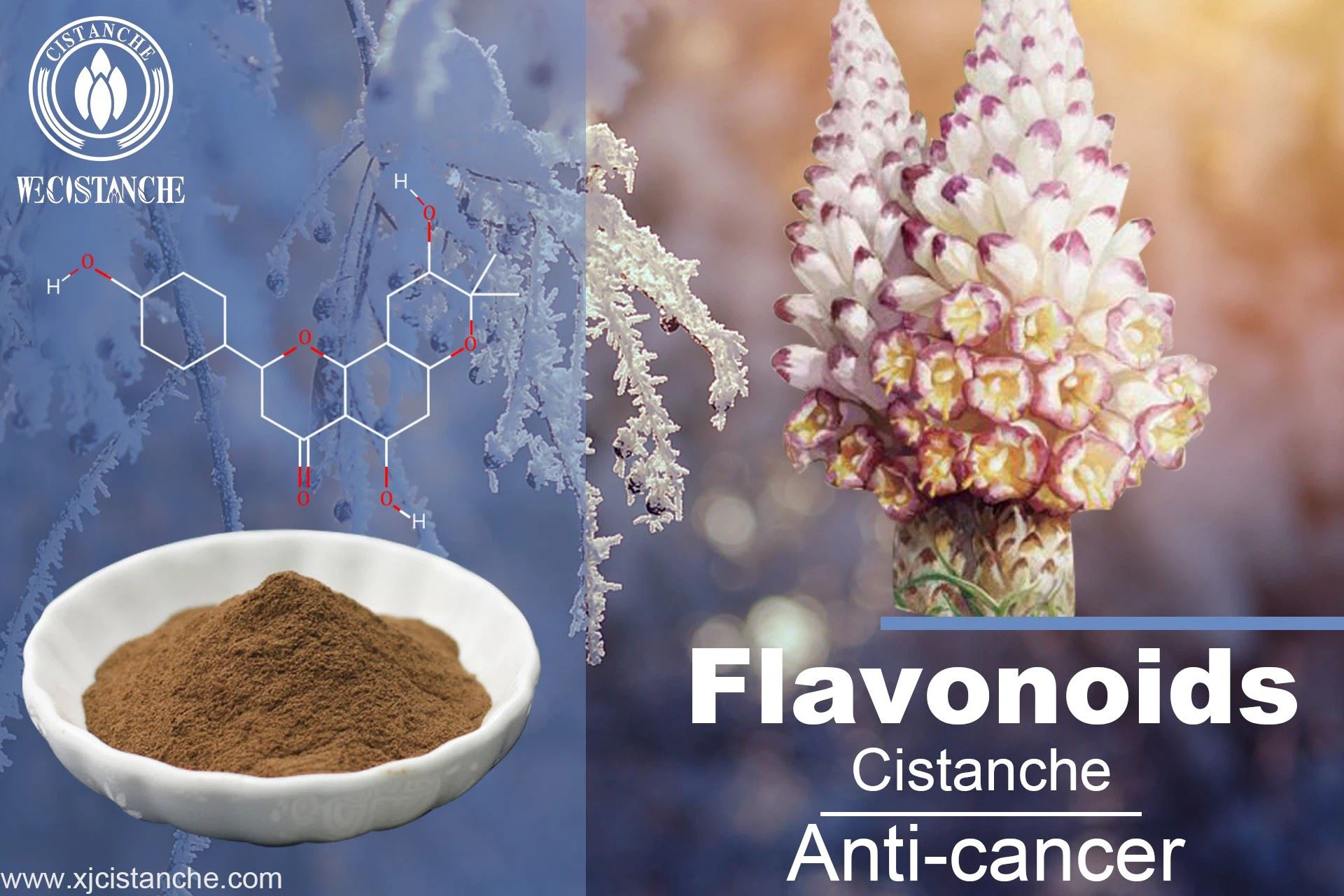 Flavonoids of Cistanche
