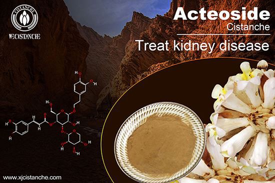 Cistanche can improve kidney function