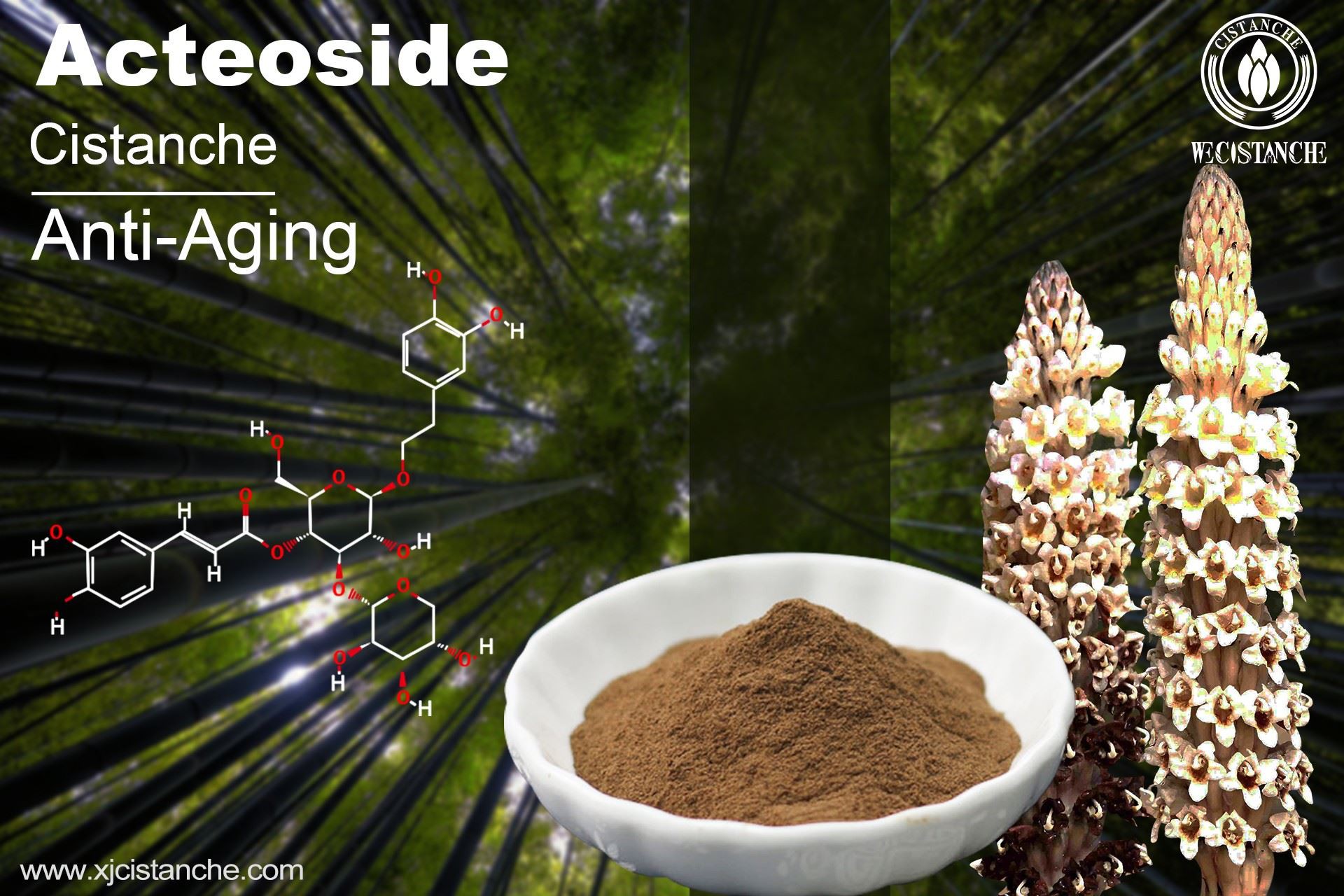 Acteoside of Cistanche