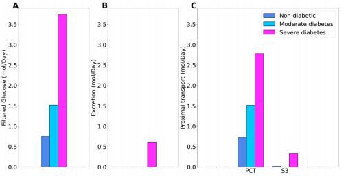 Figure 1. Glucose handling under non-diabetic, moderate diabetes, and severe diabetes conditions. (A), filtered glucose. (B), predicted glucose excretion. (C), glucose transport along the proximal convoluted tubule (PCT) and S3 segment. Figure 1. Glucose handling under non-diabetic, moderate diabetes, and severe diabetes conditions. (A), filtered glucose. (B), predicted glucose excretion. (C), glucose transport along the proximal convoluted tubule (PCT) and S3 segment.