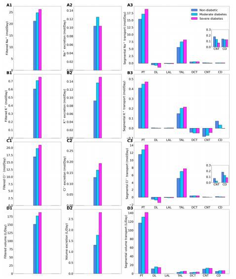 Figure 2. Renal transport of key solutes and water under non-diabetic, moderate diabetes, and severe diabetes conditions. Left column, filtered Na+ (A1), K+ (B1), Cl− (C1), and water (D1). (A2–D2) excretion rates. (A3–D3) corresponding segmental transport. Figure 2. Renal transport of key solutes and water under non-diabetic, moderate diabetes, and severe diabetes conditions. Left column, filtered Na+ (A1), K+ (B1), Cl− (C1), and water (D1). (A2–D2) excretion rates. (A3–D3) corresponding segmental transport.