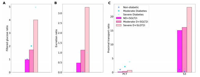 Figure 3. Glucose handling under non-diabetic (ND) and diabetic conditions (D), with SGLT2 inhibition (SGLT2i, denoted by color bars) and without SGLT2 inhibition (denoted by asterisks). (A), filtered glucose, normalized by ND (no SGLT2i) value. (B), glucose excretion, normalized by D (no SGLT2i) value. (C), glucose transport along the proximal convoluted tubule (PCT) and S3 segment. Figure 3. Glucose handling under non-diabetic (ND) and diabetic conditions (D), with SGLT2 inhibition (SGLT2i, denoted by color bars) and without SGLT2 inhibition (denoted by asterisks). (A), filtered glucose, normalized by ND (no SGLT2i) value. (B), glucose excretion, normalized by D (no SGLT2i) value. (C), glucose transport along the proximal convoluted tubule (PCT) and S3 segment.
