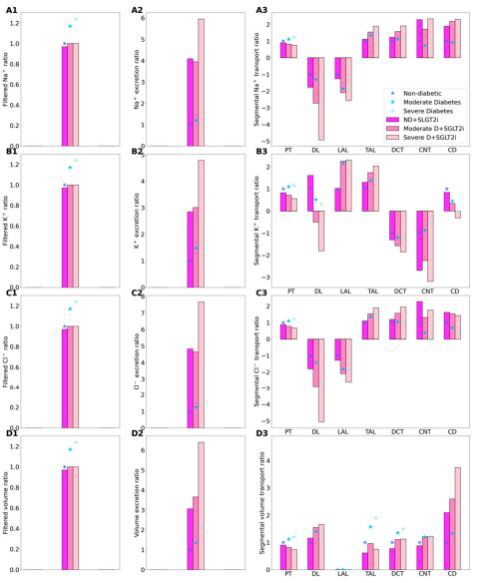 Figure 4. Renal transport of key solutes and water under non-diabetic (ND) and diabetic (D) condi- tions with SGLT2 inhibition (SGLT2i, denoted by color bars) and without SGLT2 inhibition (denoted by asterisks). Left column, filtered Na+ (A1), K+ (B1), Cl一 (C1), and water (D1), normalized by the corresponding ND (no SGLT2i) value. (A2–D2) normalized excretion rates. (A3–D3) corresponding segment transport, normalized by each segment’s ND absolute value. Figure 4. Renal transport of key solutes and water under non-diabetic (ND) and diabetic (D) condi- tions with SGLT2 inhibition (SGLT2i, denoted by color bars) and without SGLT2 inhibition (denoted by asterisks). Left column, filtered Na+ (A1), K+ (B1), Cl一 (C1), and water (D1), normalized by the corresponding ND (no SGLT2i) value. (A2–D2) normalized excretion rates. (A3–D3) corresponding segment transport, normalized by each segment’s ND absolute value.