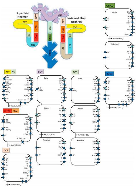 Figure 5. Schematic diagram of the nephron system (not to scale). The model includes 1 representative superficial nephron and 5 representative juxtamedullary nephrons, each scaled by the appropriate population ratio. Only the superficial nephron and one juxtamedullary nephron are shown. Along each nephron, the model accounts for the transport of water and 15 solutes (see text). The diagram displays only the main Na+, K+, and Cl一 transporters. mTAL, medullary thick ascending limb; cTAL, cortical thick ascending limb; DCT, distal convoluted tubule; PCT, proximal convoluted tubule; CNT, connecting duct; CCD, cortical collecting duct; SDL, short or outer-medullary descending limb; LDL/LAL, thin descending/ascending limb; OMCD, outer-medullary collecting duct; IMCD, inner-medullary collecting duct. Figure 5. Schematic diagram of the nephron system (not to scale). The model includes 1 representative superficial nephron and 5 representative juxtamedullary nephrons, each scaled by the appropriate population ratio. Only the superficial nephron and one juxtamedullary nephron are shown. Along each nephron, the model accounts for the transport of water and 15 solutes (see text). The diagram displays only the main Na+, K+, and Cl一 transporters. mTAL, medullary thick ascending limb; cTAL, cortical thick ascending limb; DCT, distal convoluted tubule; PCT, proximal convoluted tubule; CNT, connecting duct; CCD, cortical collecting duct; SDL, short or outer-medullary descending limb; LDL/LAL, thin descending/ascending limb; OMCD, outer-medullary collecting duct; IMCD, inner-medullary collecting duct.