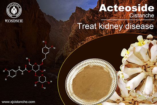 Cistanche can improve liver and kidney function Cistanche can improve liver and kidney function