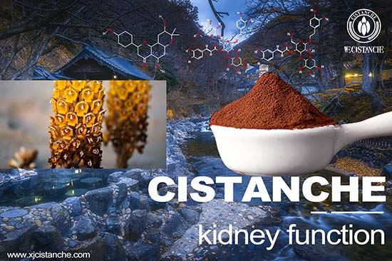 Cistanche can improve liver and kidney function Cistanche can improve liver and kidney function