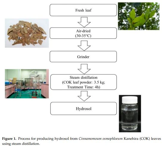 Figure 1. Process for producing hydrosol from Cinnamomoum osmophloeum Kanehira (COK) leaves using steam distillation. Figure 1. Process for producing hydrosol from Cinnamomoum osmophloeum Kanehira (COK) leaves using steam distillation.