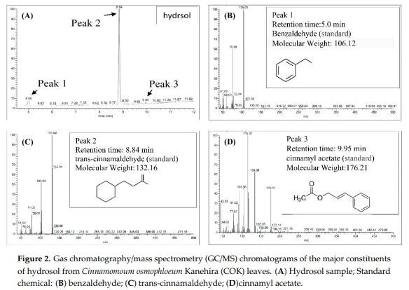 Figure 2. Gas chromatography/mass spectrometry (GC/MS) chromatograms of the major constituents of hydrosol from Cinnamomoum osmophloeum Kanehira (COK) leaves. Figure 2. Gas chromatography/mass spectrometry (GC/MS) chromatograms of the major constituents of hydrosol from Cinnamomoum osmophloeum Kanehira (COK) leaves.