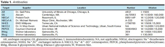 AR, androgen receptor; GS, glutamine synthetase; I, immunohistochemistry; NA, not applicable; NBCe1, electrogenic Na þ -bicarbonate cotransporter; NHE3, Na þ /Hþ exchanger isoform 3; NKCC2, Na þ -K þ -2Cl cotransporter; PEPCK, phosphoenolpyruvate carboxykinase; Rhbg, Rhesus B glycoprotein; Rhcg, Rhesus C glycoprotein; W, Western blot.