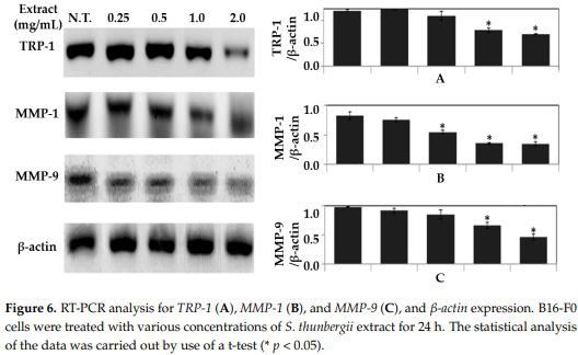 Figure 6. RT-PCR analysis for TRP-1 (A), MMP-1 (B), and MMP-9 (C), and β-actin expression