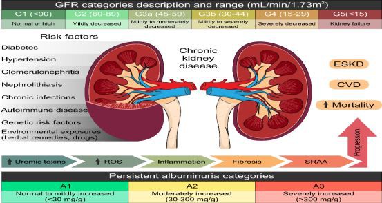 Causes, definition and prognosis of chronic kidney disease 