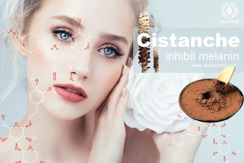 cistanche tubolosa extract  