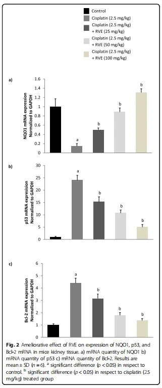 Fig. 2 Ameliorative effect of RVE on expression of NQO1, p53, and Bcl-2 mRNA in mice kidney tissue. a) mRNA quantity of NQO1 b) mRNA quantity of p53 c) mRNA quantity of Bcl-2. Results are mean ± SD (n = 6). a significant difference (p < 0.05) in respect to control. b significant difference (p < 0.05) in respect to cisplatin (2.5 mg/kg) treated group Fig. 2 Ameliorative effect of RVE on expression of NQO1, p53, and Bcl-2 mRNA in mice kidney tissue. a) mRNA quantity of NQO1 b) mRNA quantity of p53 c) mRNA quantity of Bcl-2. Results are mean ± SD (n = 6). a significant difference (p < 0.05) in respect to control. b significant difference (p < 0.05) in respect to cisplatin (2.5 mg/kg) treated group