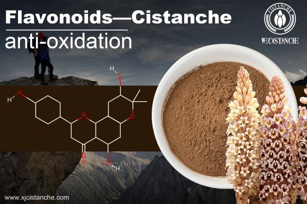 Cistanche is also an antioxidant. Cistanche is also an antioxidant.