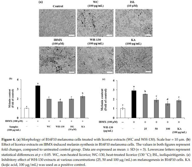 Figure 4. (a) Morphology of B16F10 melanoma cells treated with licorice extracts (WC and WH-130) Figure 4. (a) Morphology of B16F10 melanoma cells treated with licorice extracts (WC and WH-130)