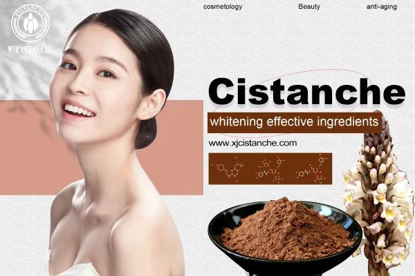 cistanche tubolosa benefits: skin whitening cistanche tubolosa benefits: skin whitening
