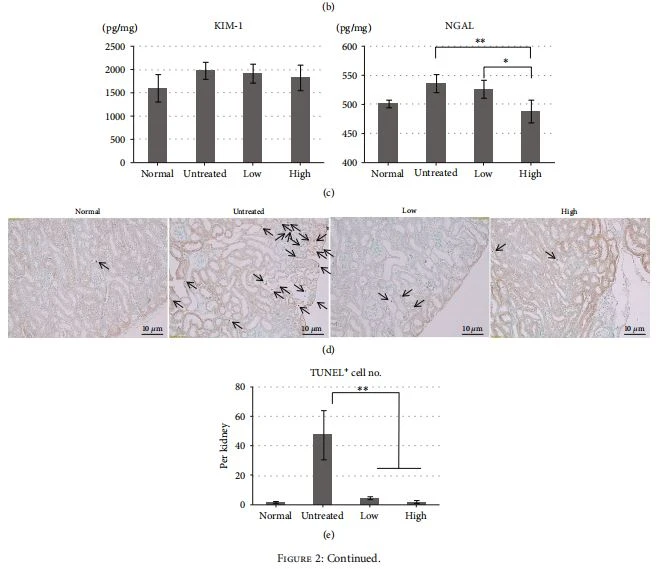 Figure 2: Effects of beluga lentil pretreatment on renal tubular epithelial cells after ischemia/reperfusion injury. (a) Histopathology with hematoxylin and eosin (H&E) stain. Figure 2: Effects of beluga lentil pretreatment on renal tubular epithelial cells after ischemia/reperfusion injury. (a) Histopathology with hematoxylin and eosin (H&E) stain.
