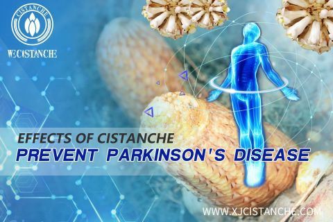 Cistanche has very good neuroprotective effect