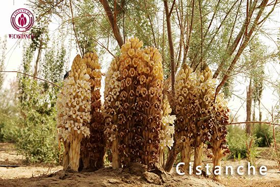 cistanche deserticola extract promote immune response cistanche deserticola extract promote immune response