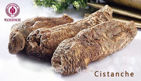 Acteoside in Cistanche tubulosa Acteoside in Cistanche tubulosa