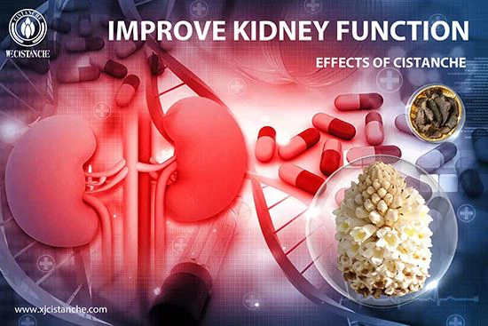 Cistanche can treat kidney injury