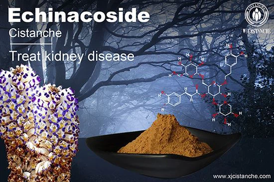 Cistanche can improve kidney function