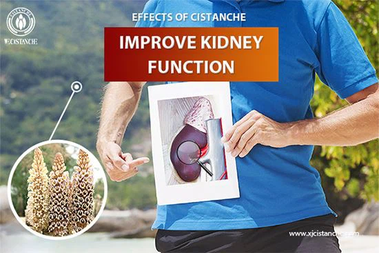 Cistanche to treat kidney